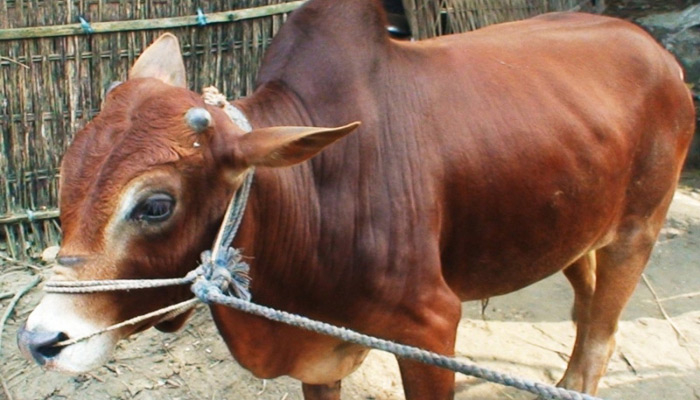 ষাঁড়ের মালিকের সন্ধান পেতে পত্রিকায় বিজ্ঞাপন, অবশেষে নিলামে বিক্রি