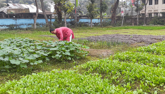 অনাবাদি জমিতে ওসির সবজি চাষ
