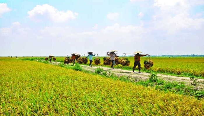 কেমন ছিল কৃষি ও শ্রমবাজার?