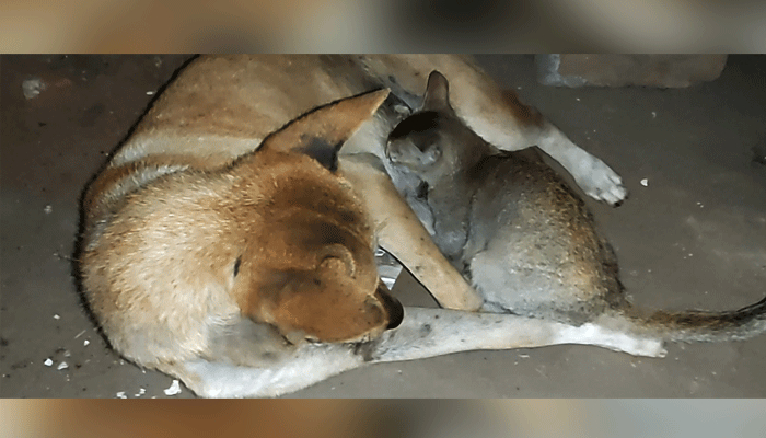 কুকুরের দুধ খেয়ে বেড়ে উঠছে বিড়াল ছানা