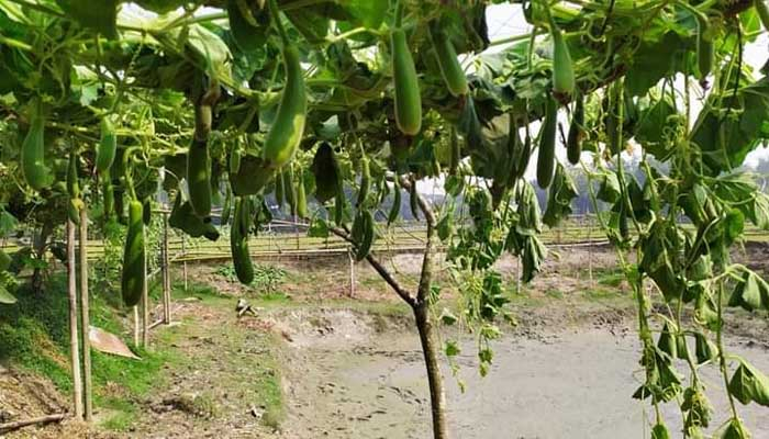 ফলন আসা সব গাছ কেটে দিল দুর্বৃত্তরা