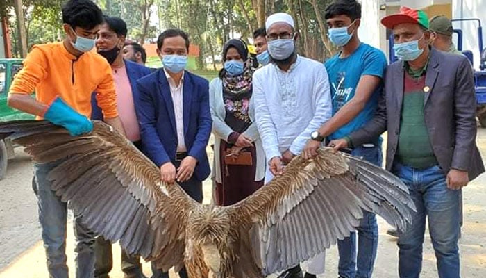 নদীর ধারে পড়েছিল হিমালয়ী শকুন