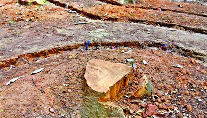 সোহরাওয়ার্দী উদ্যানে গাছ কাটা নিয়ে সংবাদ সম্মেলন মঙ্গলবার