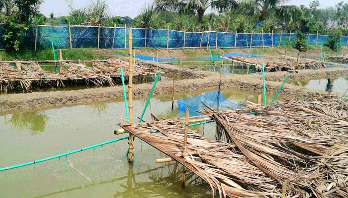 পুকুরে গলদা চিংড়ির পোনা উৎপাদনে সাফল্য
