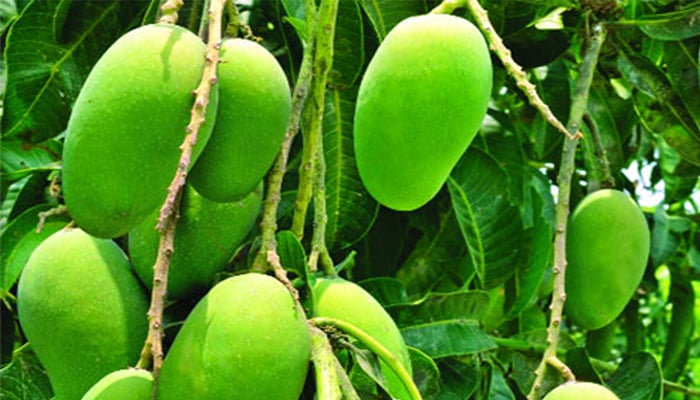বছরে নষ্ট ৩ হাজার ৬০০ কোটি টাকার আম, রপ্তানিতে গুরুত্ব