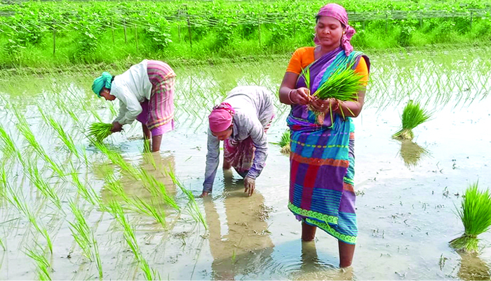 বন থেকে ভূমি বানানো সেই আদিবাসীদেরই মজুরি কম