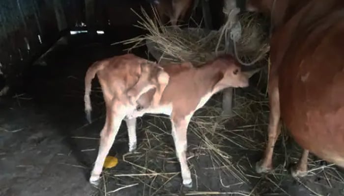 ৭ পা নিয়ে বাছুরের জন্ম