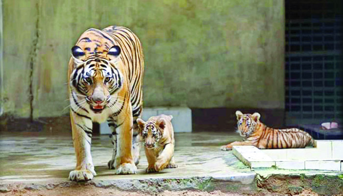সেই মাছির ঝুঁকিতে চিড়িয়াখানার প্রাণী