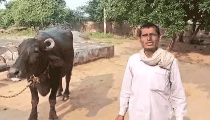 দুধ না দেওয়ায় মহিষ নিয়ে থানায় হাজির কৃষক