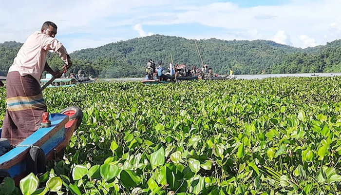 কাপ্তাই হ্রদে কচুরিপানা, নৌ চলাচল ব্যাহত