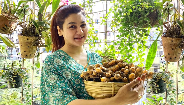 জয়ার ছাদবাগানে হলুদের বাম্পার ফলন