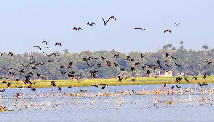 অতিথি পাখির কলরবে মুগ্ধ বাওড়বাসী