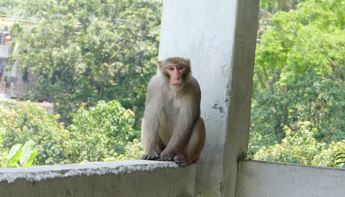 সুনামগঞ্জ শহরে বাদশার আগমন