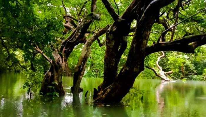 রাতারগুল থেকে ১৪ মাসে ৭০ লাখ টাকা রাজস্ব আদায়