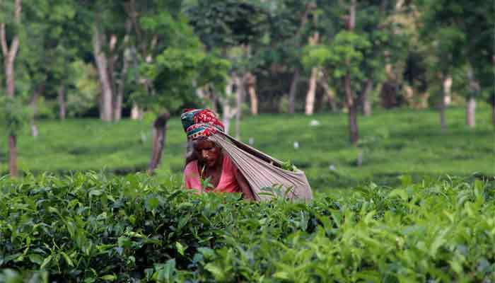 দেশের বাণিজ্যিক ইতিহাসে চা উৎপাদনে রেকর্ড