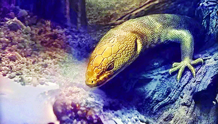 এগারো কোটি বছর আগের টিকটিকি