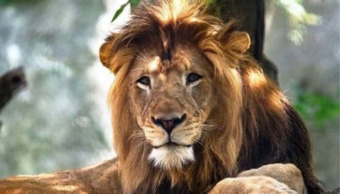 বঙ্গবন্ধু সাফারি পার্কে এবার সিংহ অসুস্থ