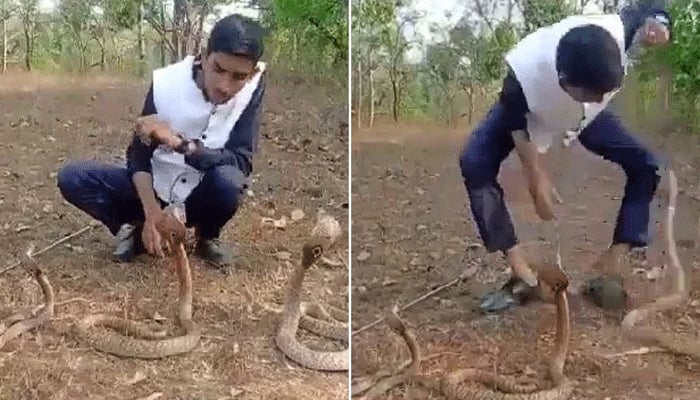 তিন বিষধর সাপ নিয়ে স্টানবাজি করছিলেন তিনি, পরিণতি যা হলো