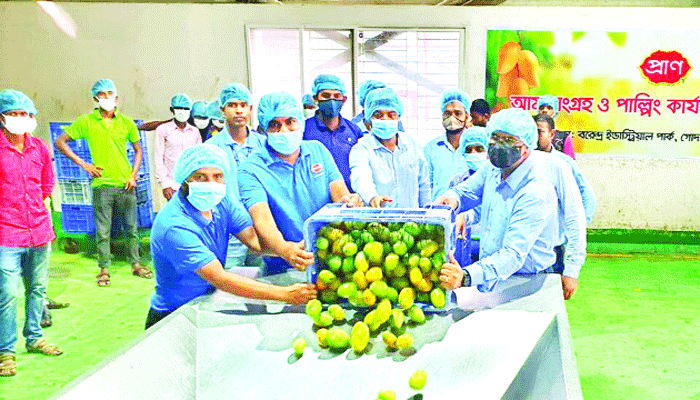 প্রাণের আম সংগ্রহ শুরু