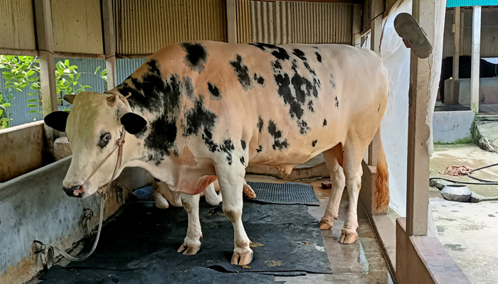 ১২০০ কেজির 'নানাভাই', দাম হাঁকা হচ্ছে ১০ লাখ