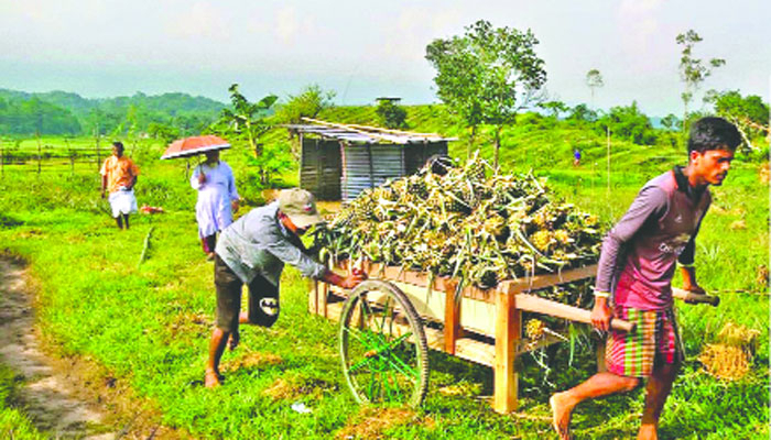 ফলটি সম্ভাবনাময়, বাড়বে কর্মসংস্থান