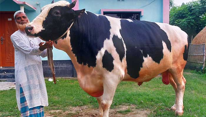 ৩৬ মণ ওজনের ‘স্বপ্নরাজ’, দাম ২০ লাখ