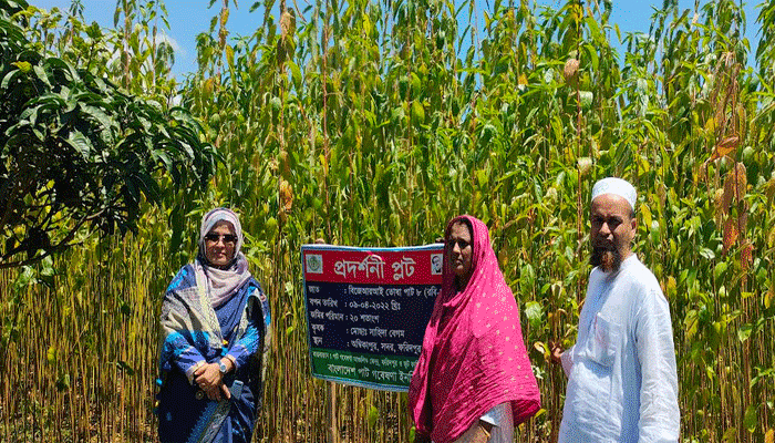 কৃষি উদ্যোক্তা শাহিদা বেগমের পাট ক্ষেত পরিদর্শনে পাট গবেষণা ইনস্টিটিউটের পরিচালক