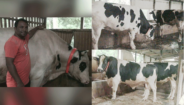 গোপালগঞ্জে কোরবানির হাট কাঁপাচ্ছে টাইগার, দুরন্ত, রাজাবাবু ও ধলাপাহাড়
