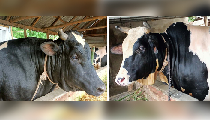 'হিরো আলমে'র দাম ১১ লাখ টাকা