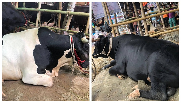 গাবতলী কাঁপাচ্ছে 'ডন' ও 'বাদশা'