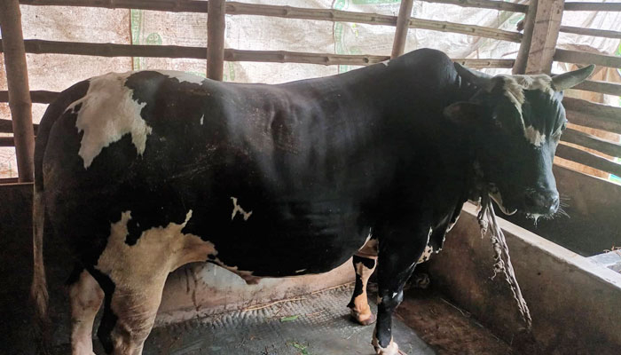৫৫ মণের ২ ষাঁড় নিয়ে বিপাকে খামারি নজরুল