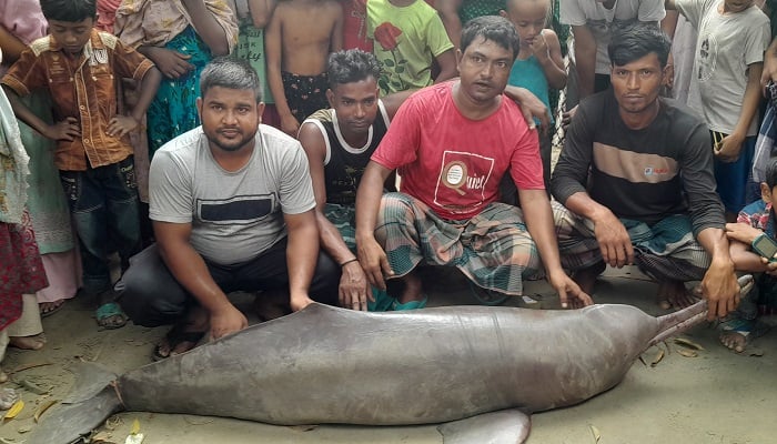 বড়শিতে ধরা পড়ল ১০০ কেজি ওজনের শুশুক, ১৫ হাজার টাকায় বিক্রি
