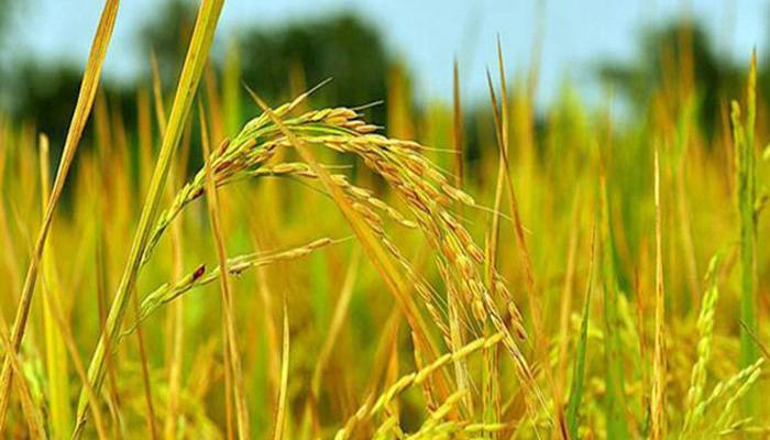 নতুন আউশ ধানে সাফল্য