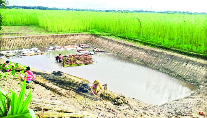 পানির অভাবে পুকুর খনন করে পাট জাগ