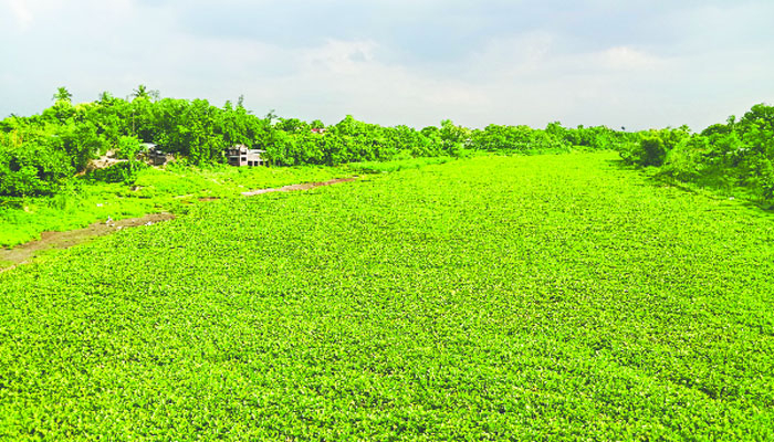কচুরিপানায় ধুঁকছে ভৈরব
