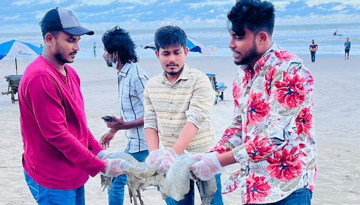 কক্সবাজার সৈকতে ভেসে এসেছে তিন শতাধিক মৃত জেলিফিশ