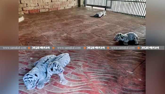 বিরল চার বাঘ শাবকের নাম রাখা হলো নদীর নামে