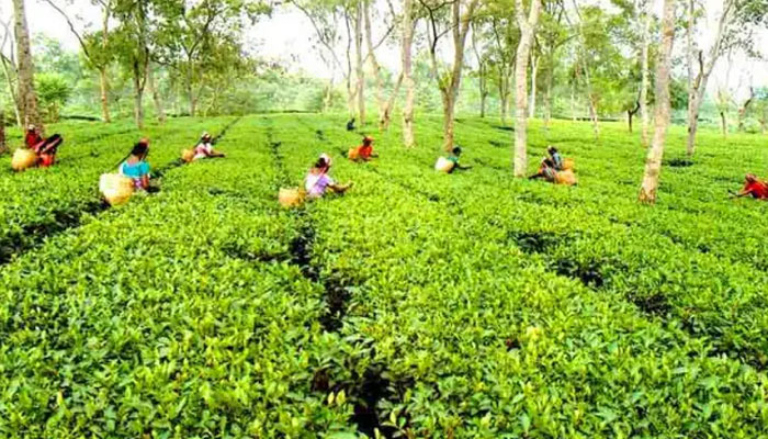 চা শ্রমিকদের জন্য ‘মানবিক মজুরি’ ঘোষণার দাবি বিশিষ্টজনের