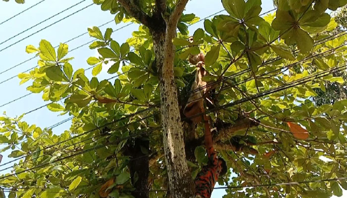 গাছে আটকে পড়া বিড়াল ছানা উদ্ধার করল ফায়ার সার্ভিস