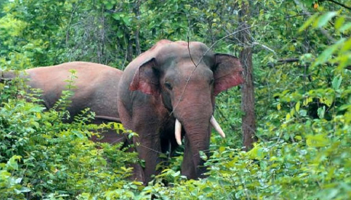 হাতি আটকাতে নিজের পাতা ফাঁদেই প্রাণ গেল যুবকের