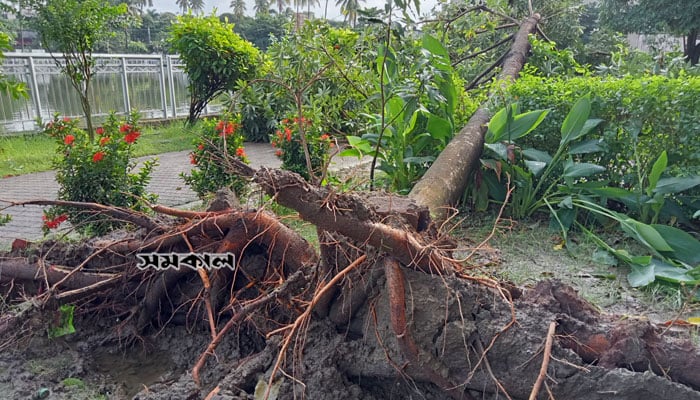 খুলনায় ঝড়ে ক্ষতিগ্রস্ত ১৬০০ ঘর, উপড়ে গেছে অসংখ্য গাছ