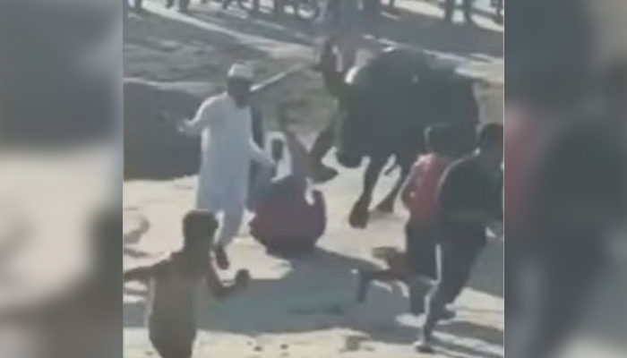 কক্সবাজারের সাবেক এমপি বদিকে ষাঁড়ের গুঁতো