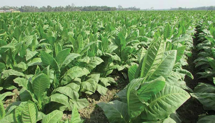 অর্থনীতিতে তামাকের অবদান শূন্য