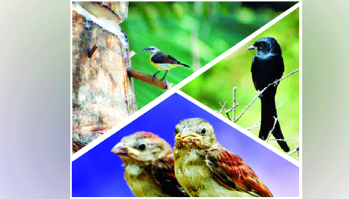সন্দ্বীপের পাখির গল্প