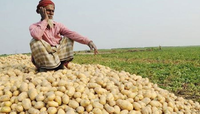 আলু ঘরে তোলা নিয়ে শঙ্কা