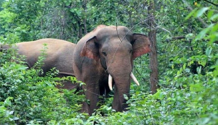 বন্য হাতির পায়ে পিষ্ট পথচারী