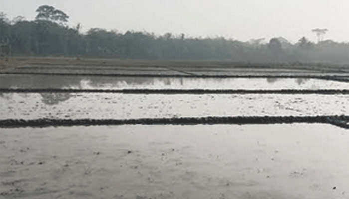 টানা শৈত্যপ্রবাহ, বোরো চাষ নিয়ে বিপাকে কৃষক