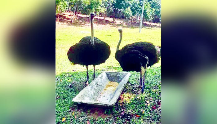 বন্যপ্রাণী সংরক্ষণে সফল ডুলাহাজারা মডেল