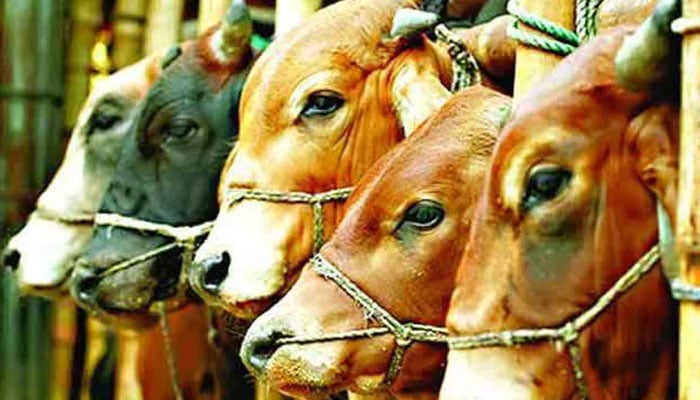 চতুষ্পদী
