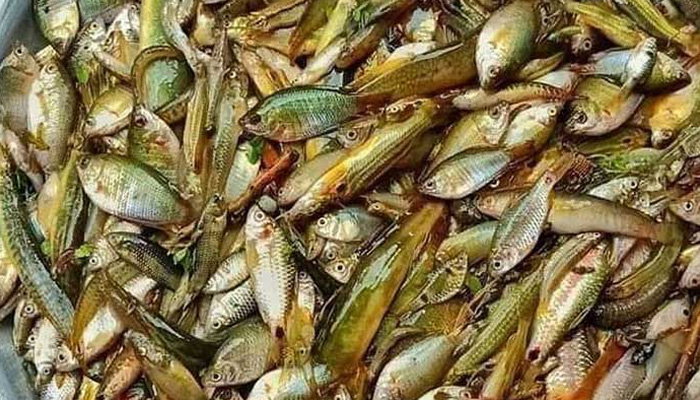 হাওর-বিলে মাছ সংকট
